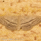 Slender-sand Wave Moth