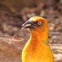 Cape Weaver