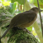 Clay colored thrush