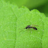 Figitid wasp