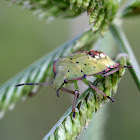 Nezara antennata 稻綠椿