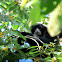 Siamang Gibbon