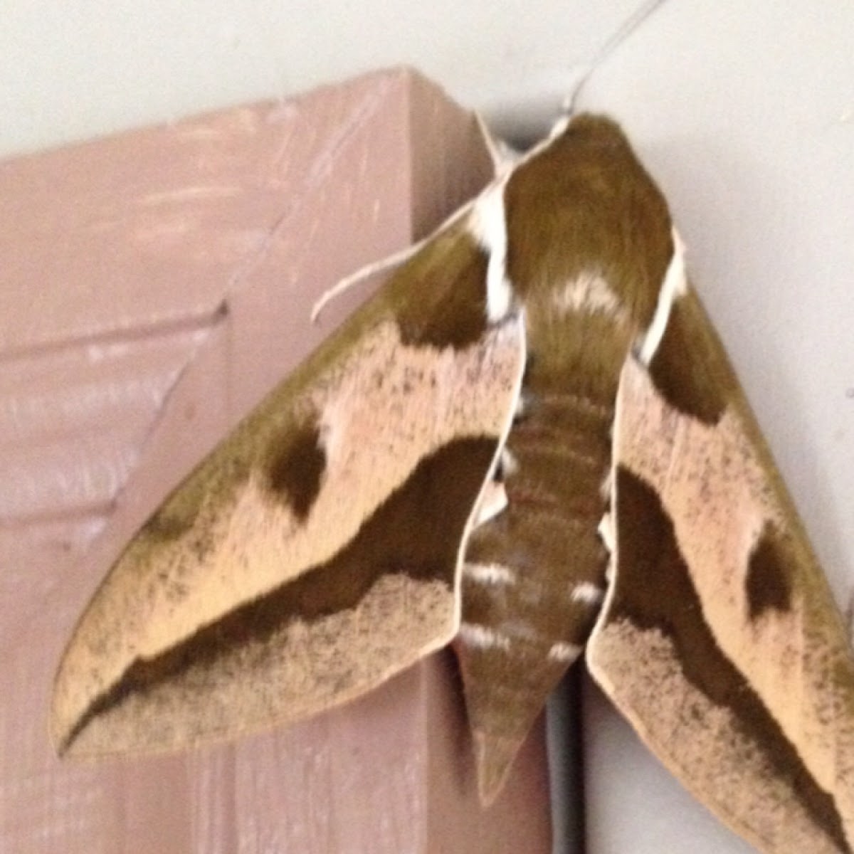 Spurge hawk moth