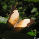 Pearly Leafwing