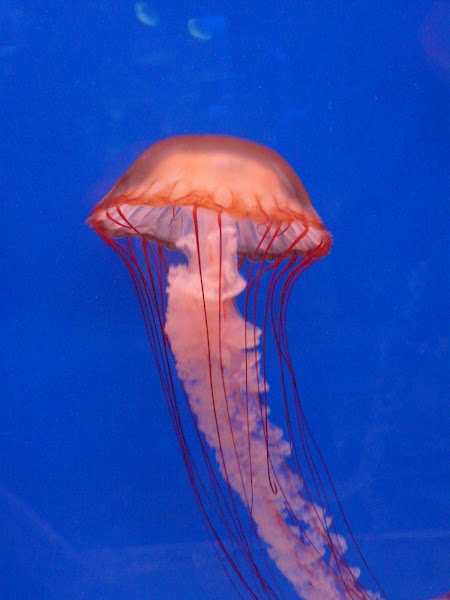 Atlantic sea nettle | Project Noah