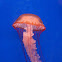 Atlantic sea nettle