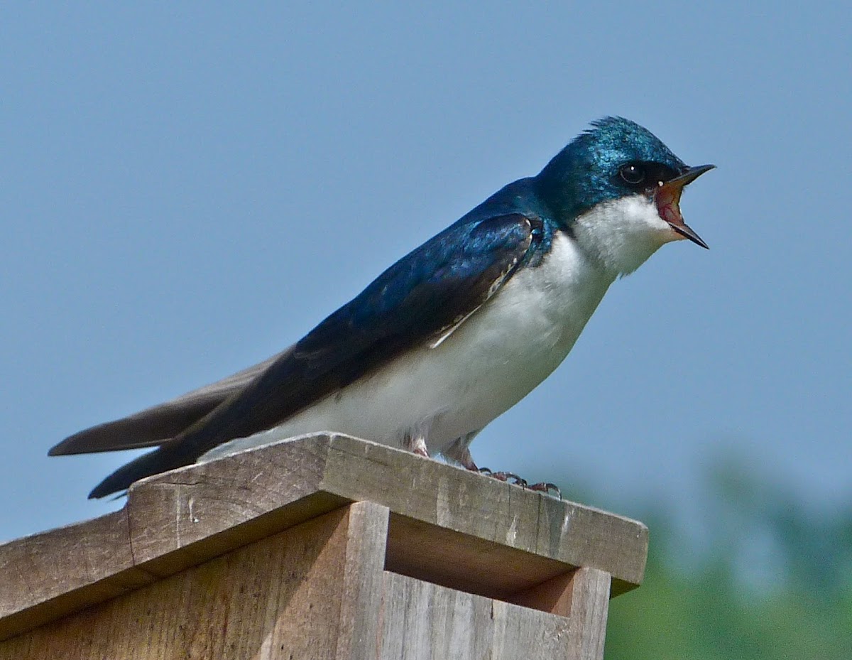 Tree swallow (adult male)