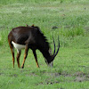 sable antelope