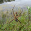 black and yellow garden spider