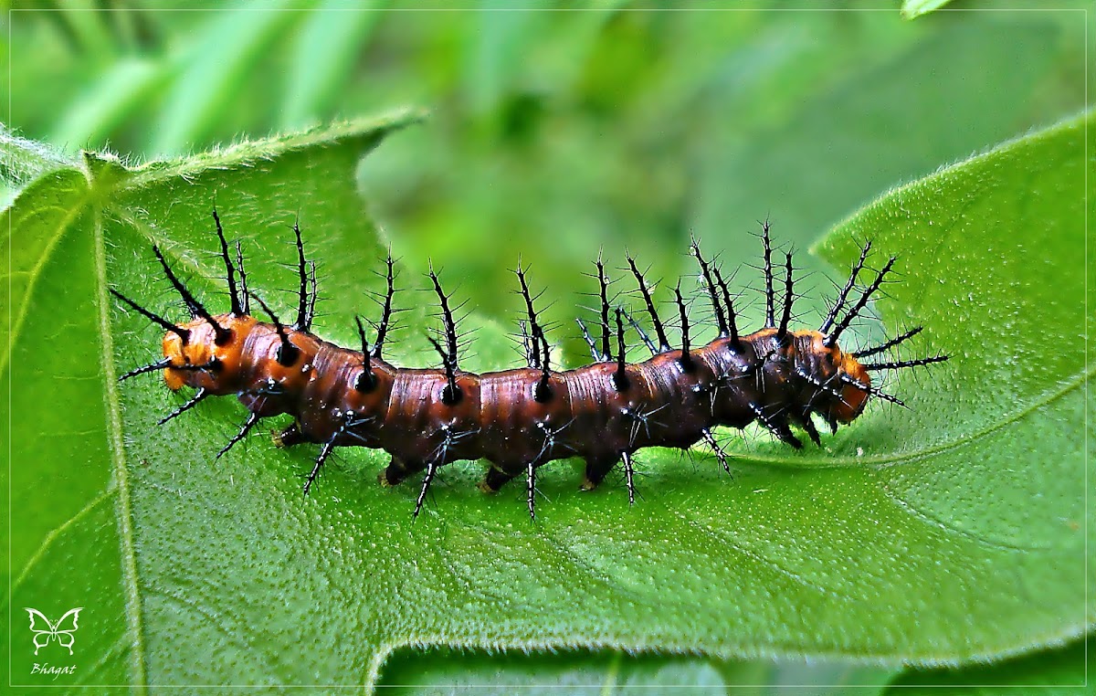 Caterpillar,Tawny Coster