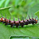 Caterpillar,Tawny Coster