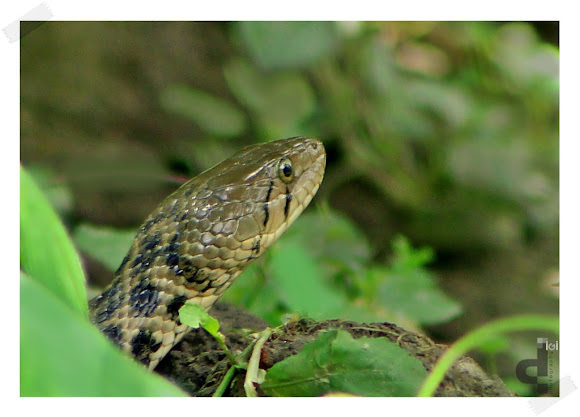 Checkered Keelback Snake | Project Noah