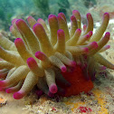 Giant Sea Anemone