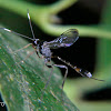 Icneumon wasp(female)