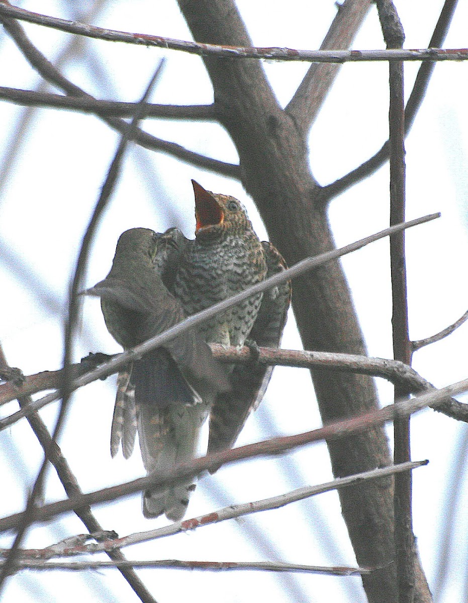 Diderick Cuckoo juvenile
