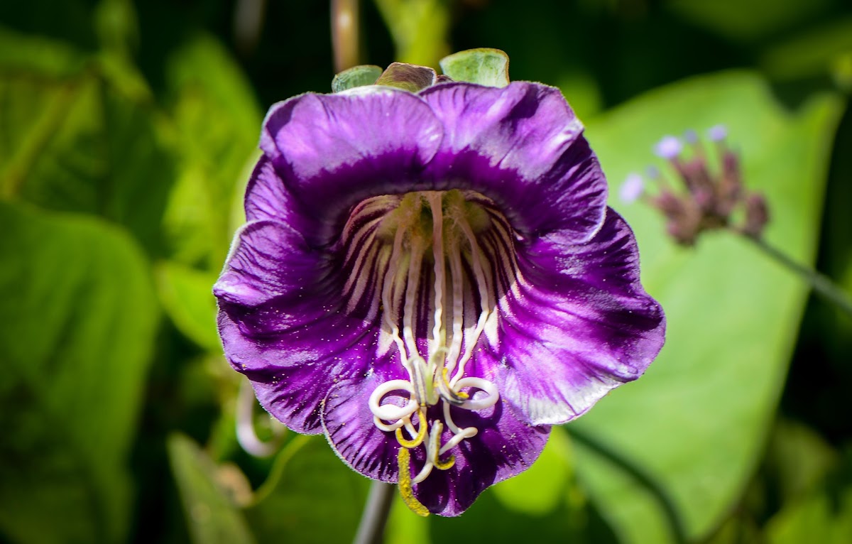 Cup and Saucer Vine Project Noah