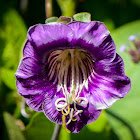 Cup and Saucer Vine