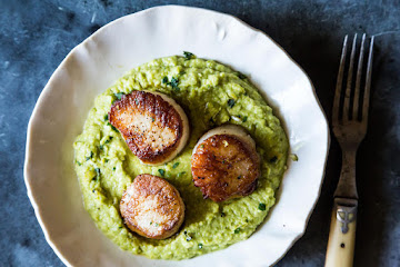 Seared Sea Scallops with Gingered Pea Purée and Cilantro Gremolata