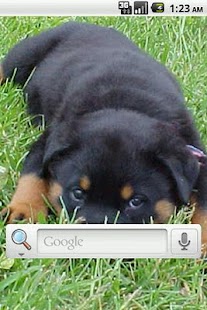 Free Download Rottweiler Live Wallpaper APK