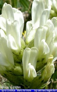Wild Flowers of the Alps - náhled