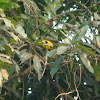 Black-naped oriole