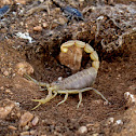 Common Yellow Scorpion