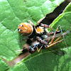 Jumping Spider