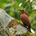 Rufous woodpecker