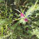 Purple Viper's bugloss