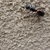 Red Chested Ant