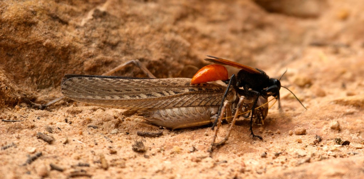 Katydid, Sooty Longwing + Thread-waisted Wasp