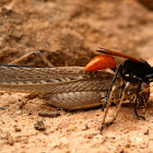 Katydid, Sooty Longwing + Thread-waisted Wasp