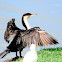 Cormorant - Greater Cormorant