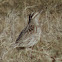 Eastern Meadowlark