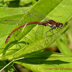 Large Red Damselfly (male)