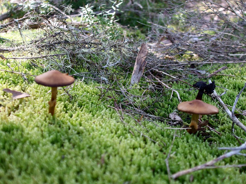 Webcap mushroom