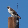 Fuertes' Red-tailed Hawk