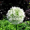 Flowering Onion: White