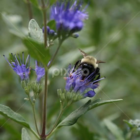 This bumble bee digs blue  by Dianne Collins - Animals Insects & Spiders