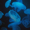 jelly fish