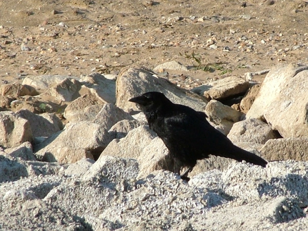 Common Raven