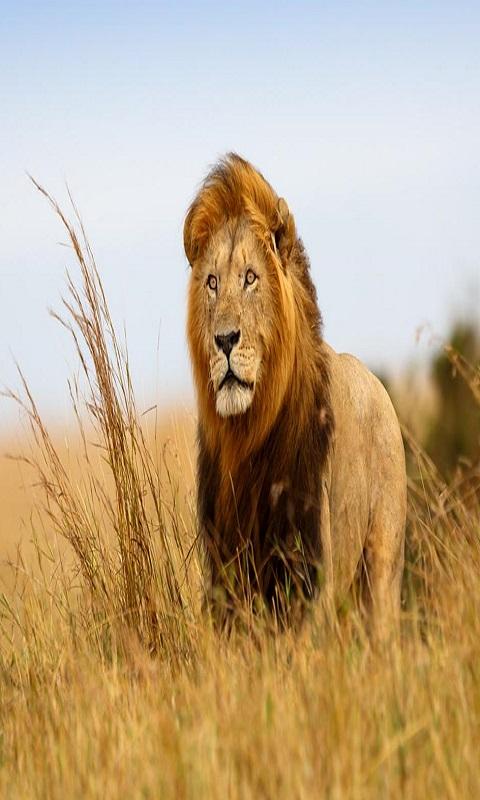 Lion Wallpapers HD - Android Apps on Google Play