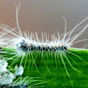 Moth Larva