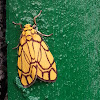 Yellow Barrow Moth