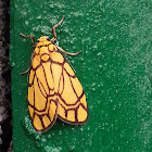 Yellow Barrow Moth