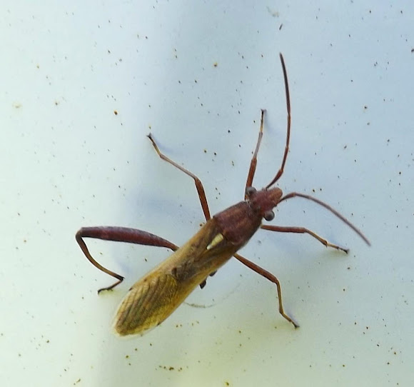 Yellowwinged, Broadheaded, Bug Project Noah
