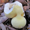 Yellow-Gilled Russula (fused/mutated)