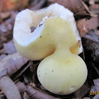 Yellow-Gilled Russula (fused/mutated)