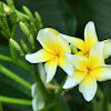 Common Frangipani