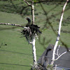 cormorant nesting in egret rookery